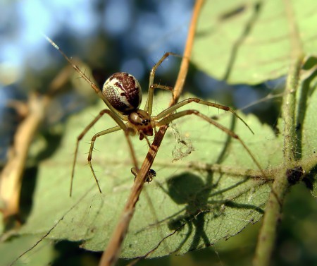 Linyphia triangularis